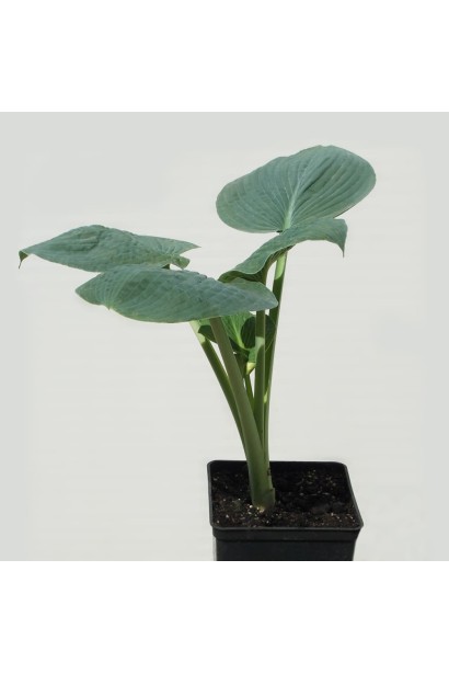 Саджанець хости Біг Дедді